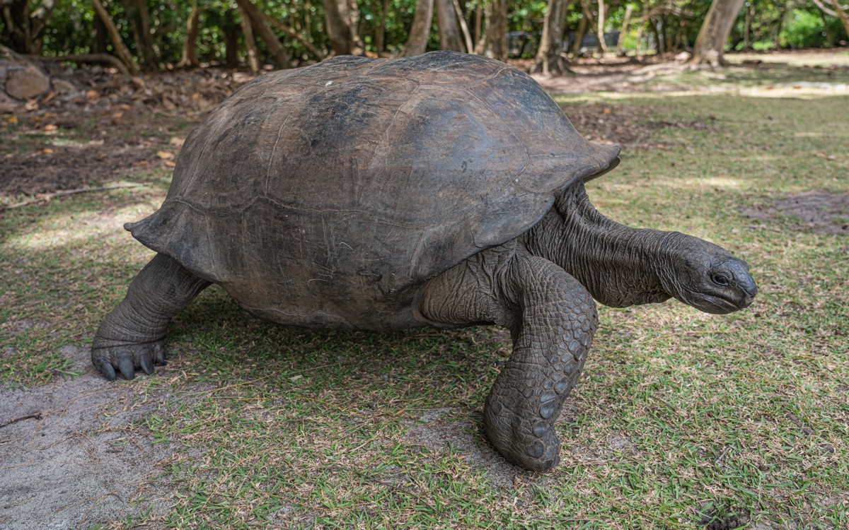 Aldabrachelys gigantea