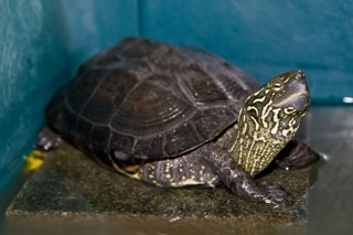 Mauremys reevesii