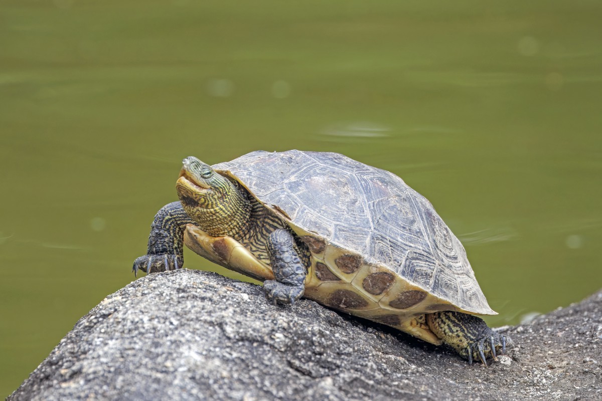 Mauremys sinensis