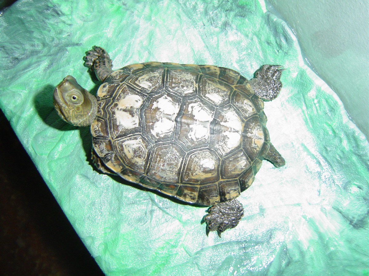 Mauremys leprosa