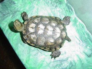 Mauremys leprosa