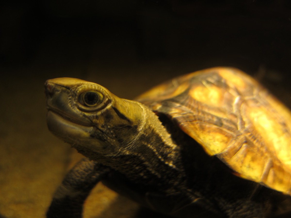Mauremys japonica