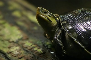 Cuora amboinensis