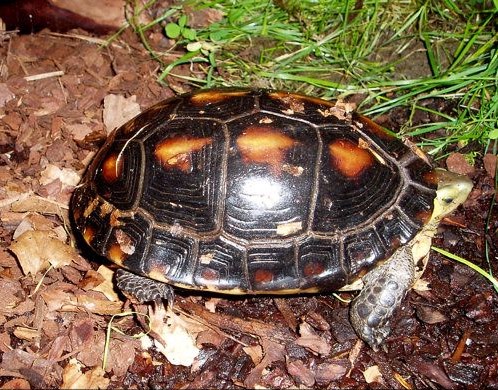 Cuora flavomarginata
