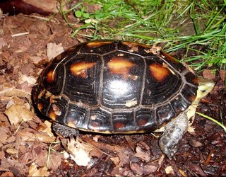 Cuora flavomarginata