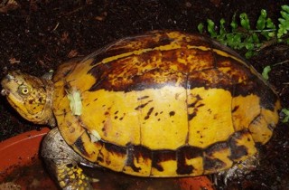 Cuora galbinifrons