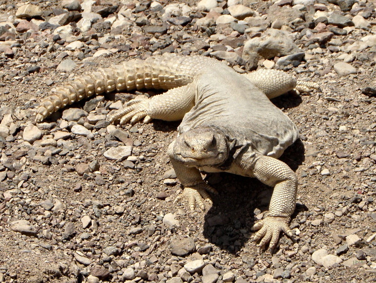 Uromastyx aegyptia