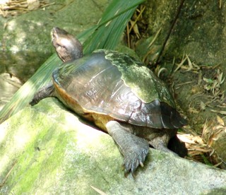 Heosemys grandis