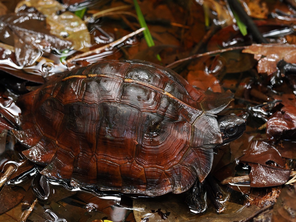 Heosemys spinosa