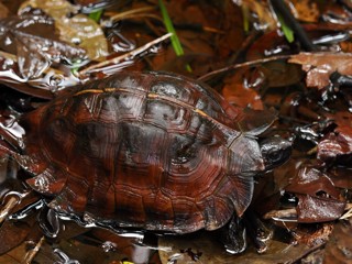 Heosemys spinosa