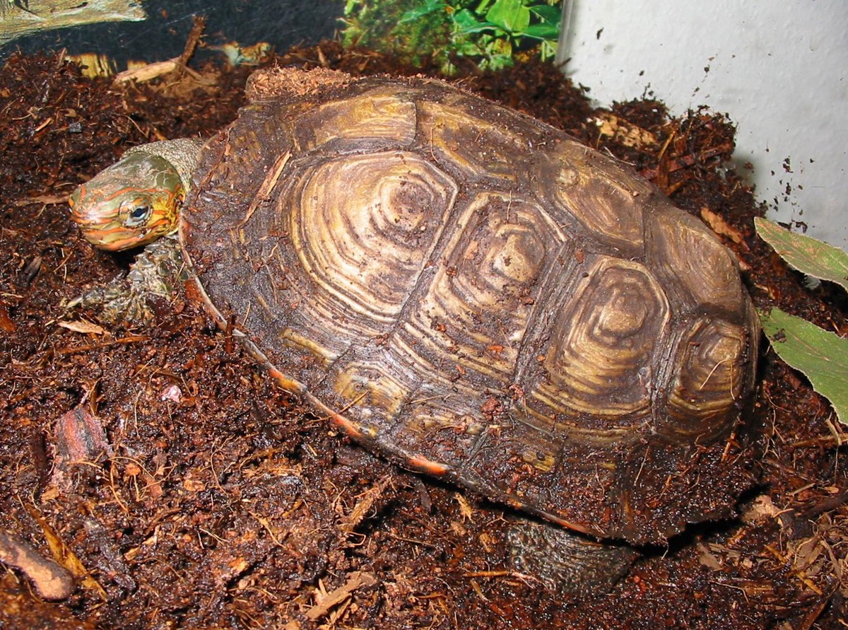 Rhinoclemmys pulcherrima
