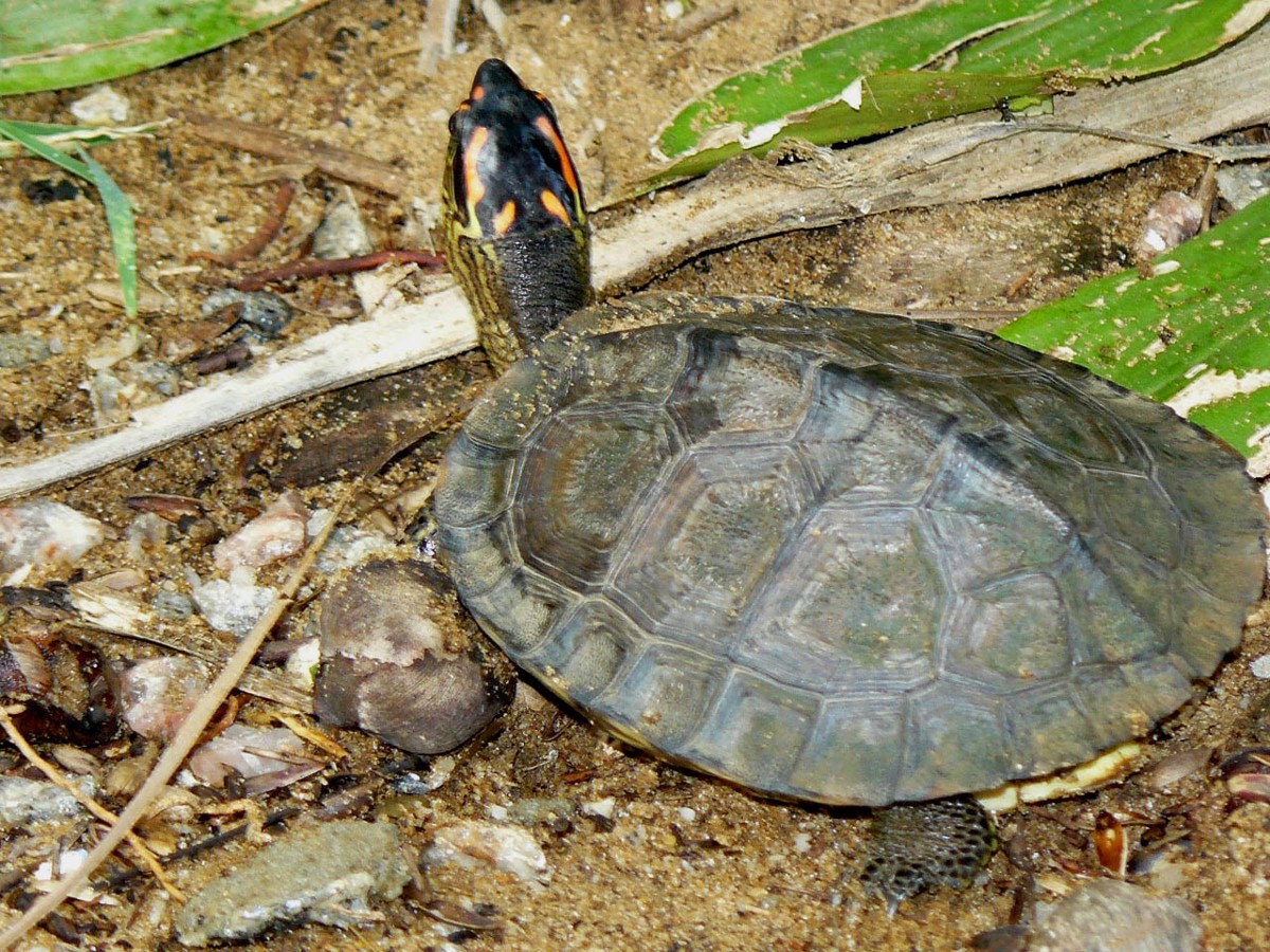Rhinoclemmys punctularia