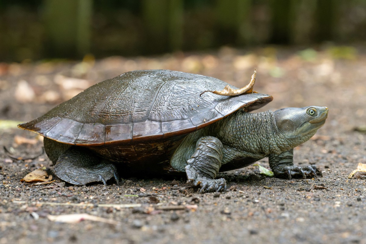 Emydura macquarii