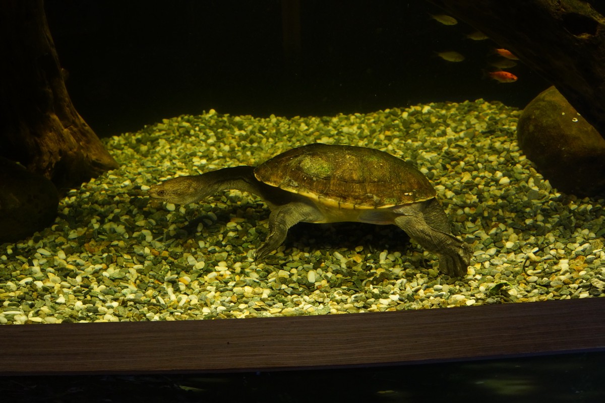 Chelodina rugosa