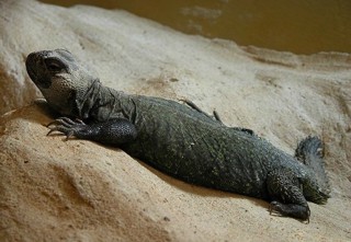 Uromastyx acanthinura