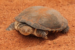 Pelomedusa subrufa