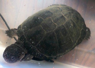 Pelusios castaneus