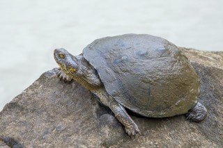 Pelusios sinuatus