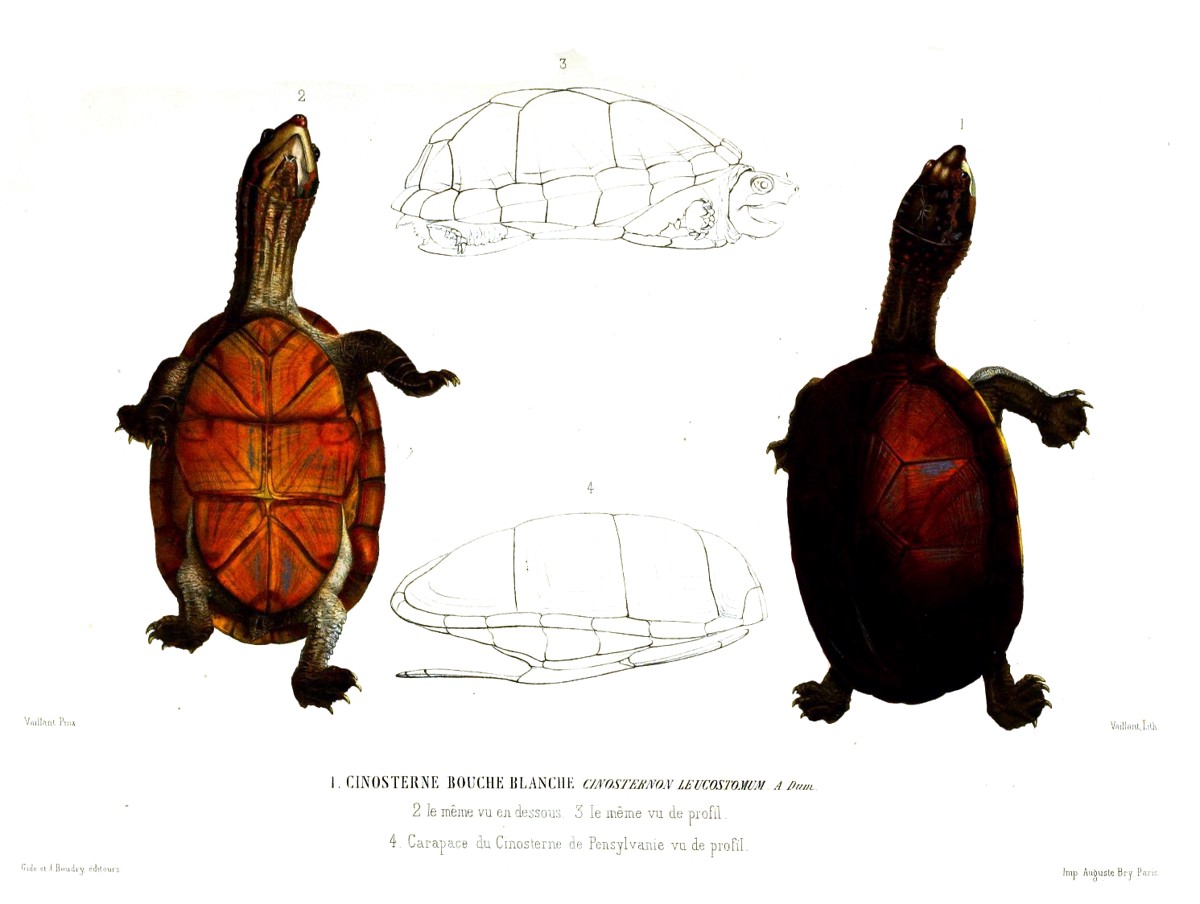 Kinosternon leucostomum