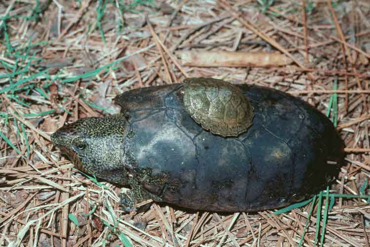 Sternotherus depressus
