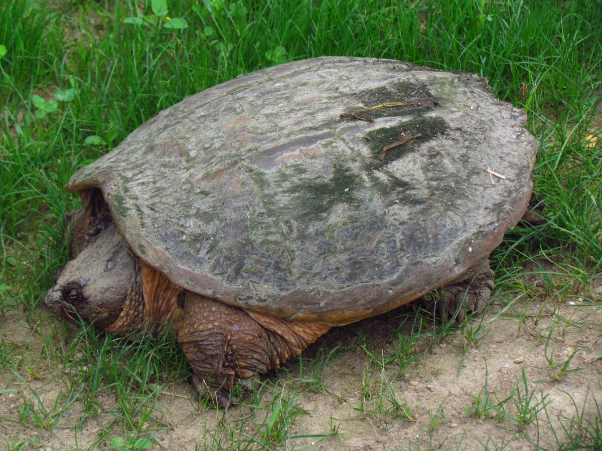 Chelydra serpentina