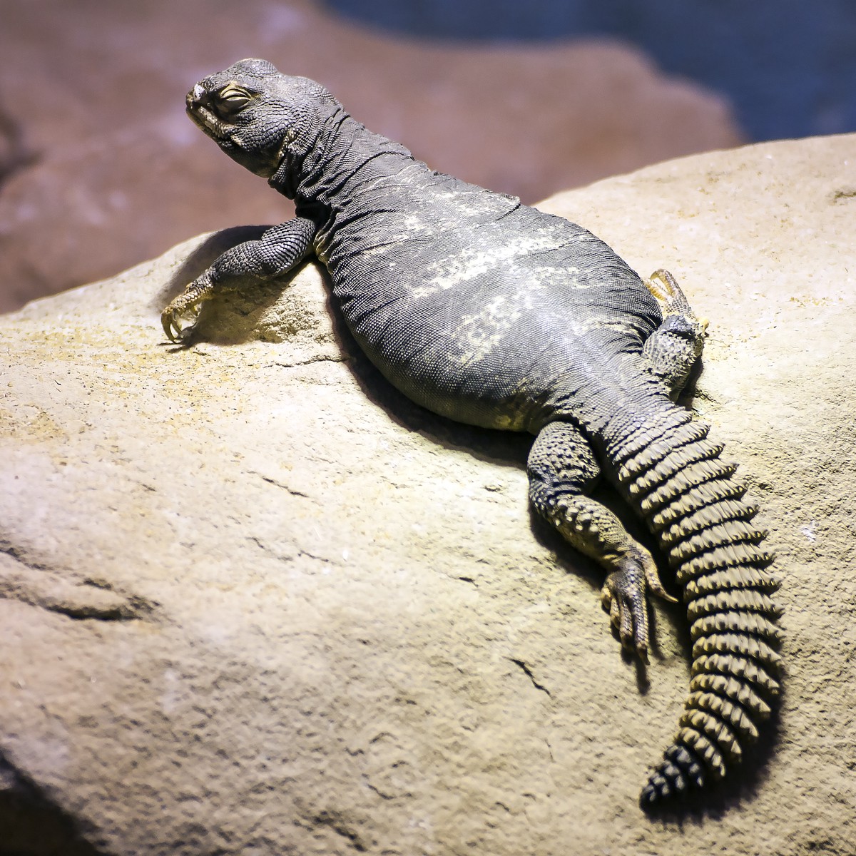 Uromastyx dispar