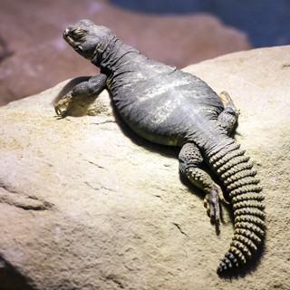 Uromastyx dispar