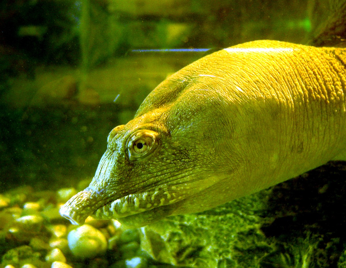 Pelodiscus sinensis