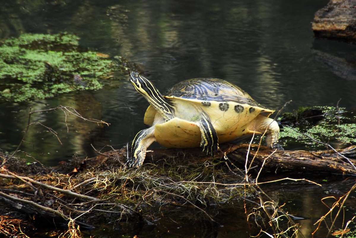 Pseudemys peninsularis