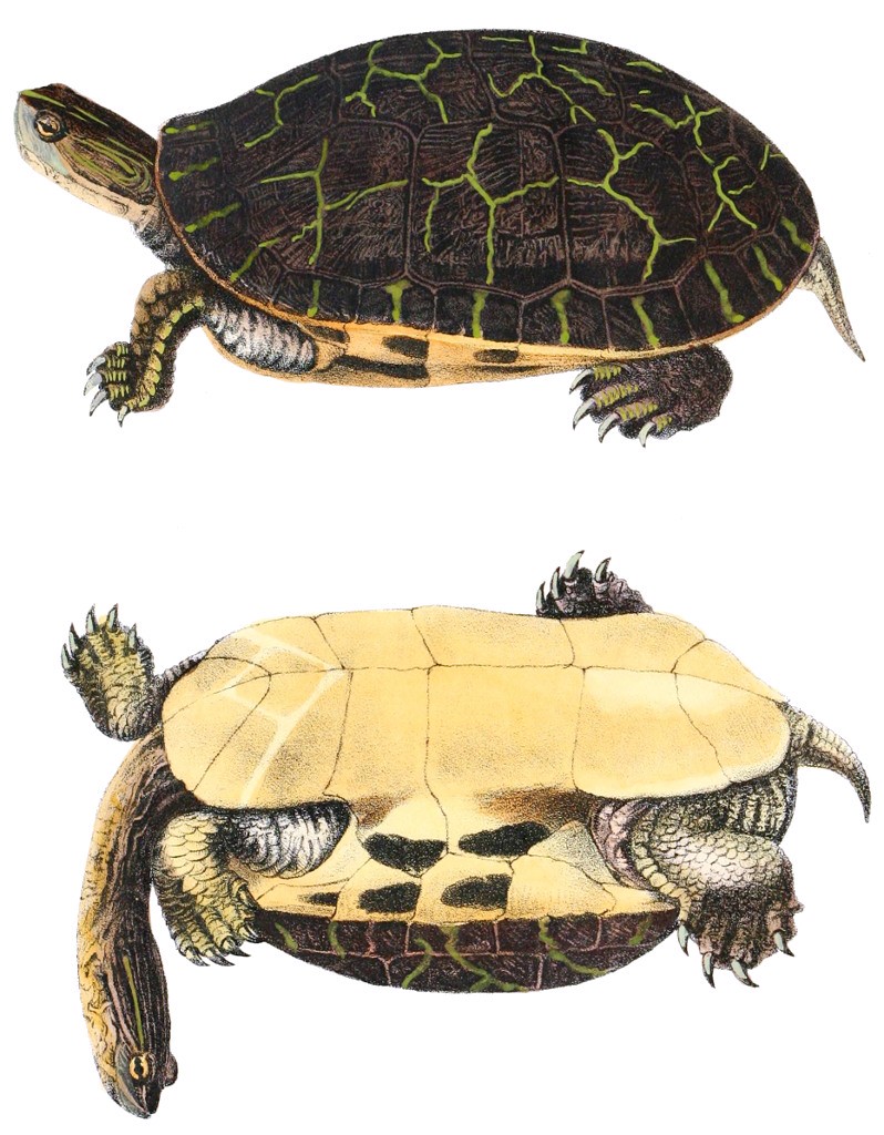 Deirochelys reticularia