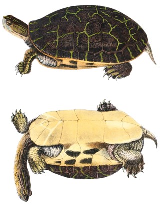Deirochelys reticularia