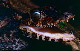 Paleosuchus trigonatus
