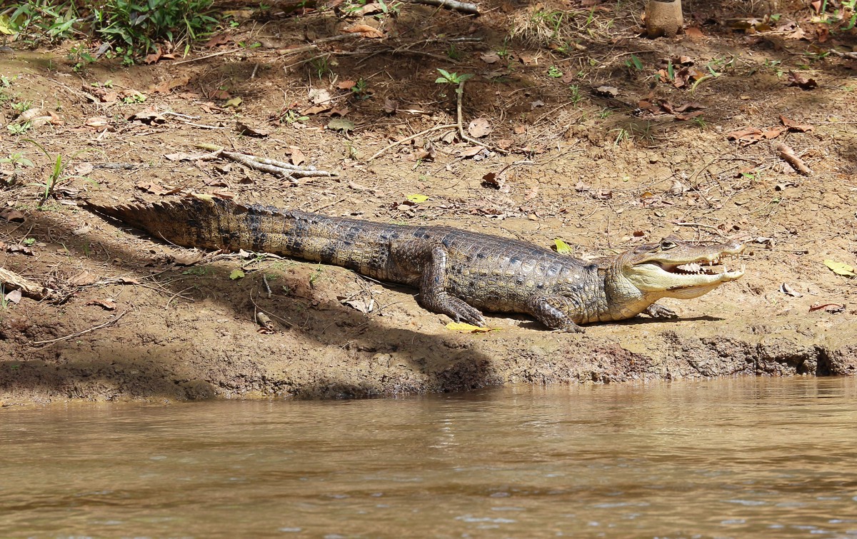 Caiman crocodilus