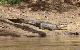 Caiman crocodilus