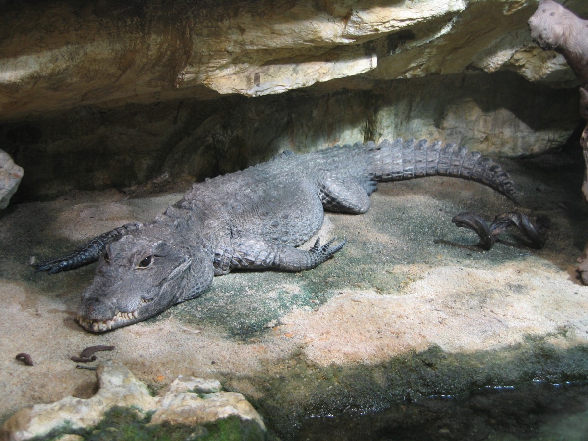 Osteolaemus tetraspis