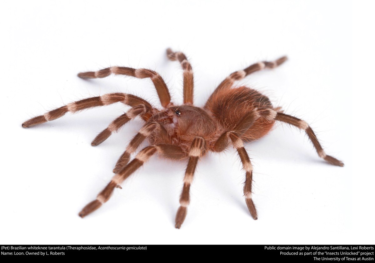 Acanthoscurria geniculata