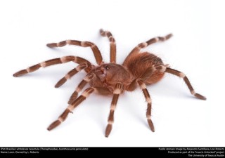 Acanthoscurria geniculata