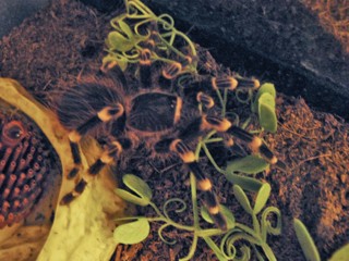Acanthoscurria theraphosoides