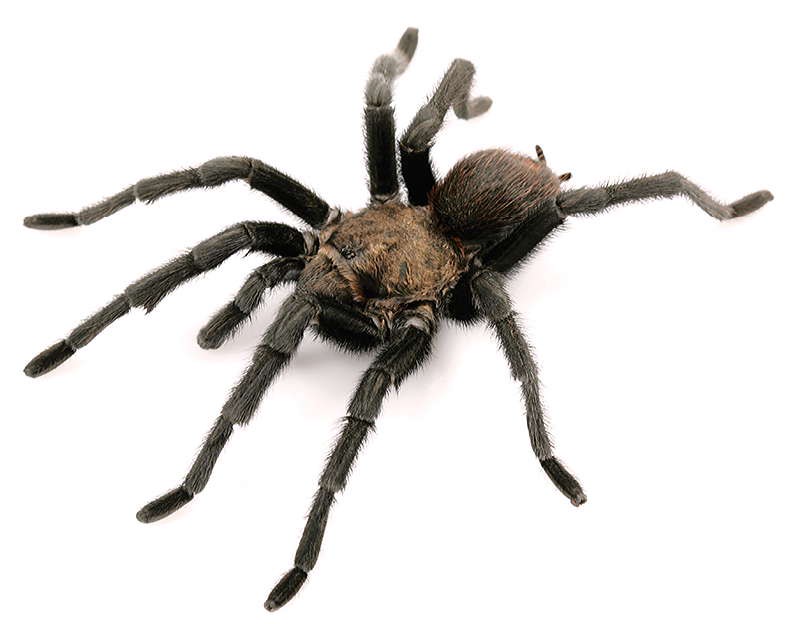 Aphonopelma anax
