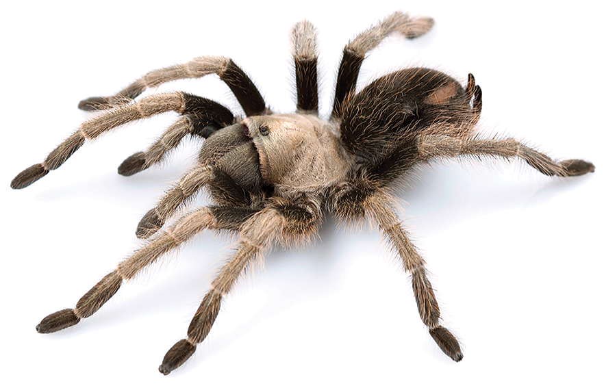 Aphonopelma eutylenum