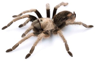 Aphonopelma eutylenum