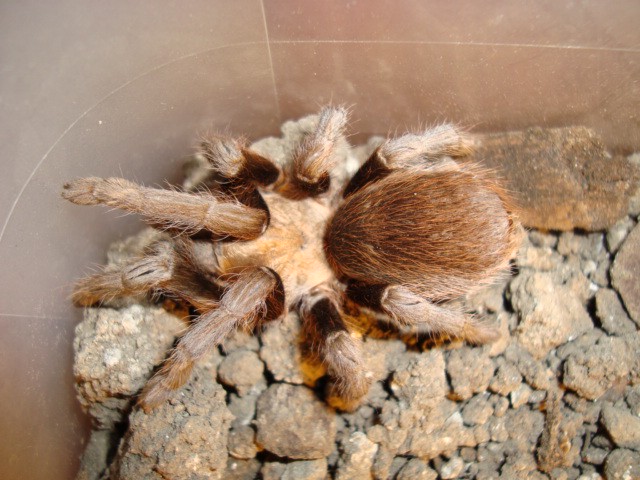 Aphonopelma hentzi