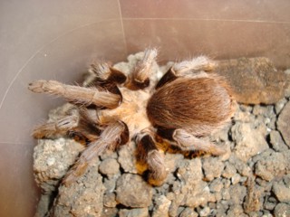 Aphonopelma hentzi