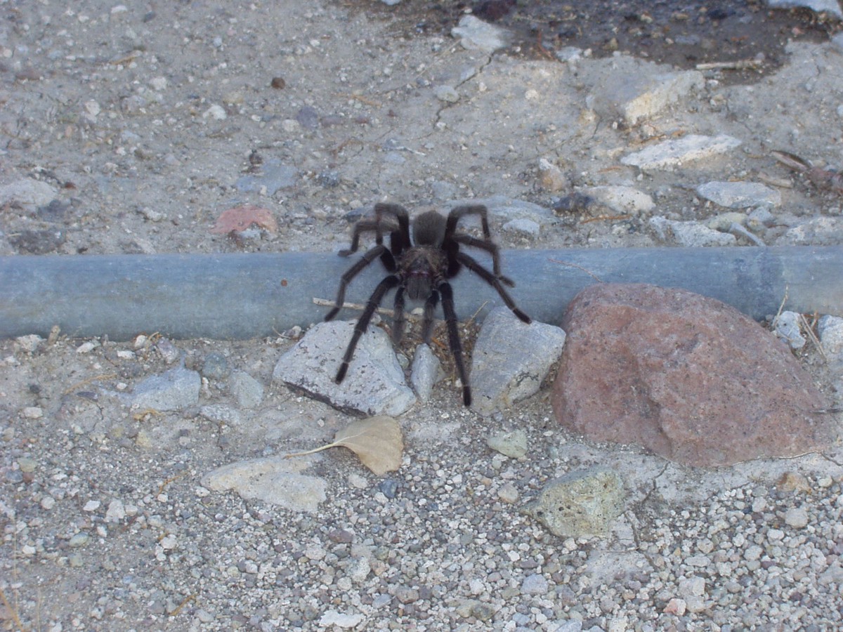 Aphonopelma iodius