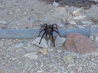 Aphonopelma iodius