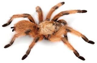 Aphonopelma moderatum
