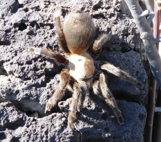 Aphonopelma pallidum