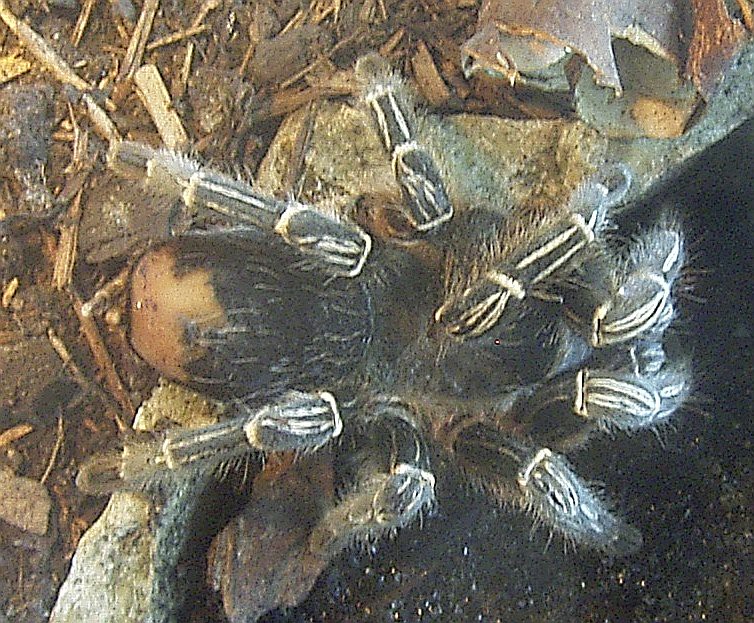 Aphonopelma seemanni