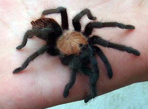 Brachypelma albiceps