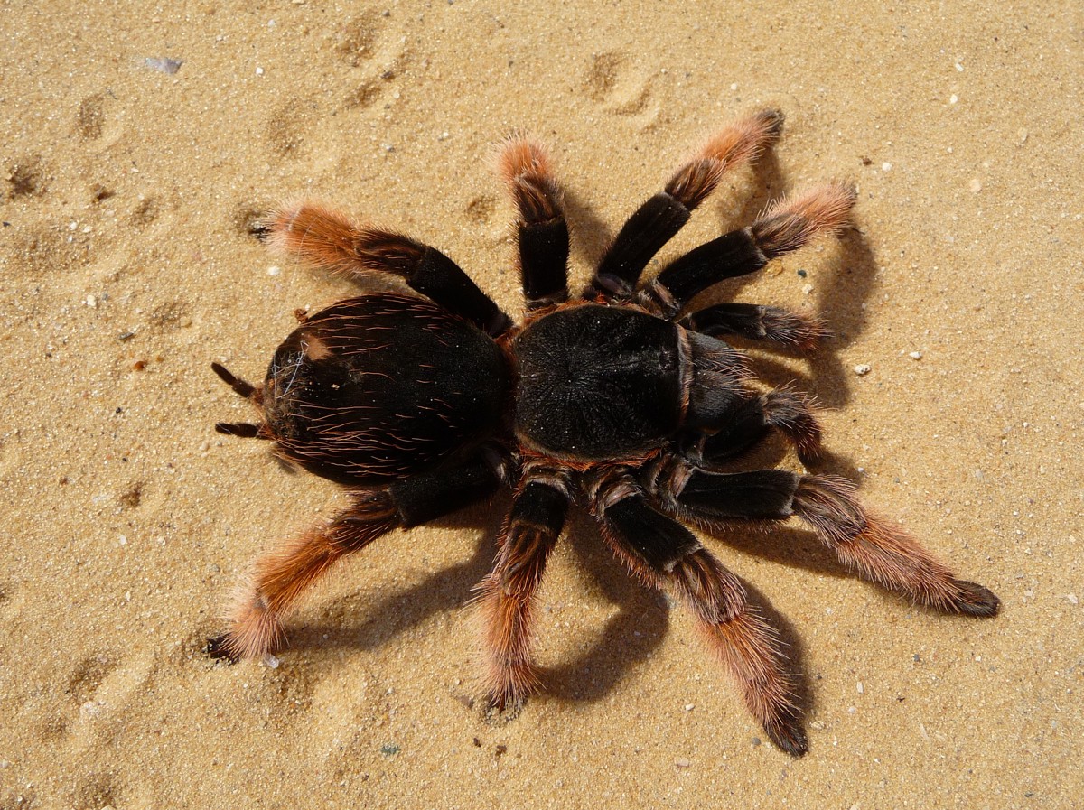 Brachypelma klaasi